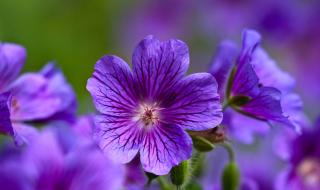 紫罗兰花语 紫罗兰花语