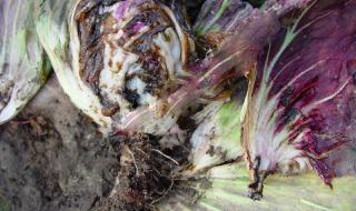 紫甘蓝图片 紫甘蓝图片